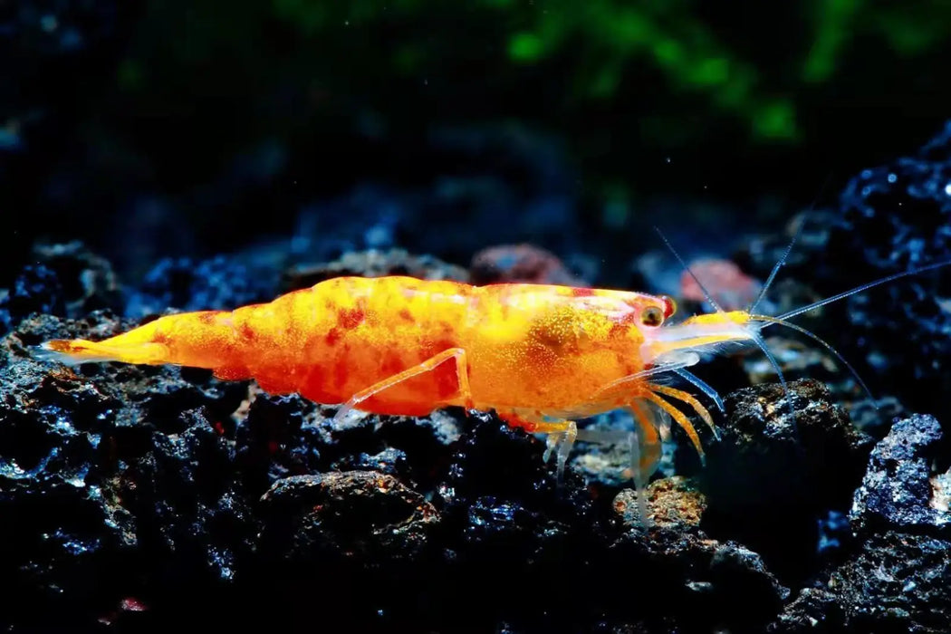 24k sunkist shrimp - livestock