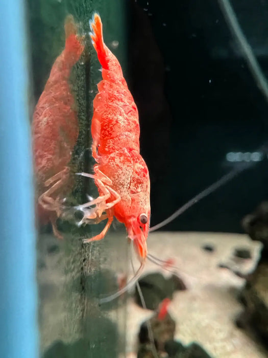 24k sunkist shrimp - livestock