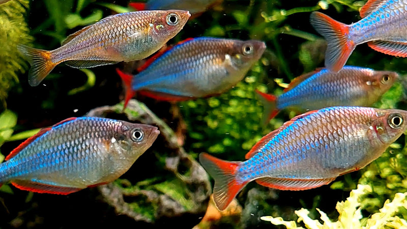 Neon Dwarf Rainbowfish - Topick Aquarium