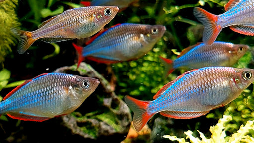 Neon Dwarf Rainbowfish - Topick Aquarium