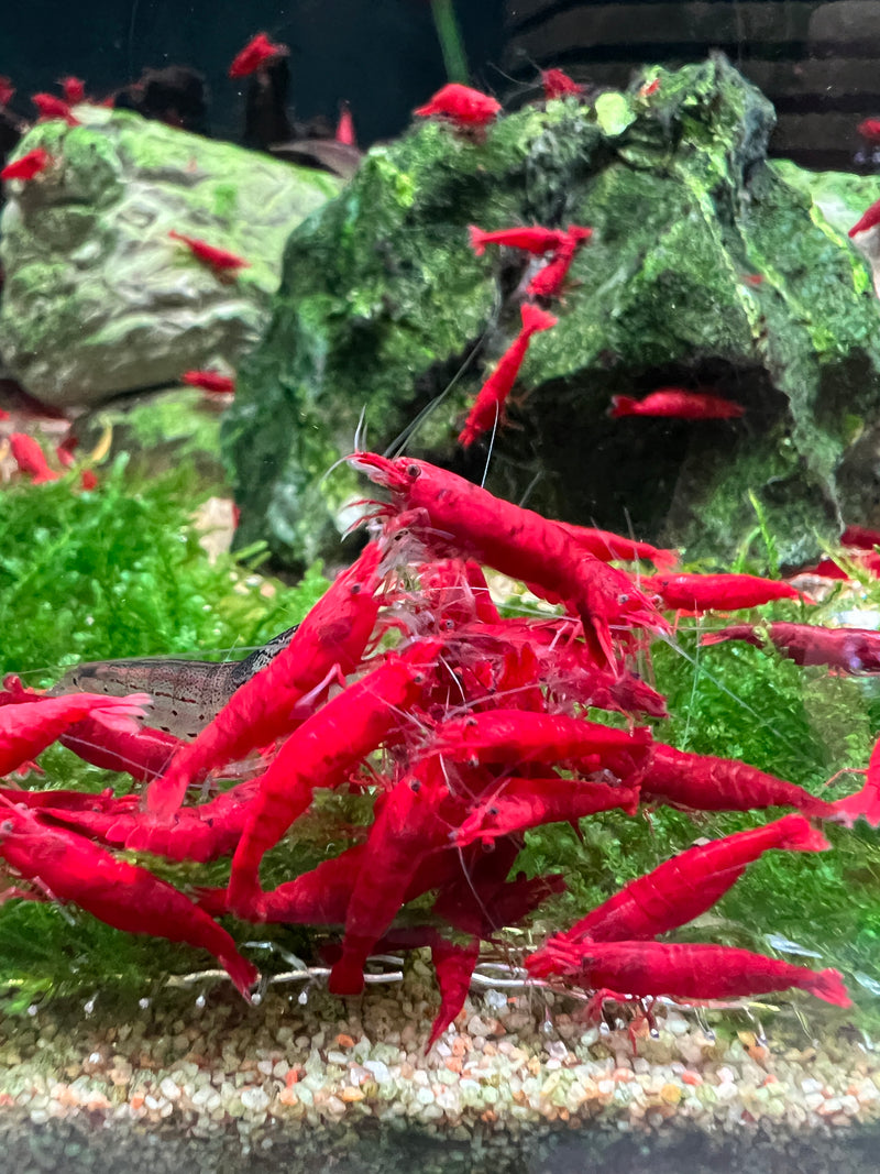 Painted Fire Red Shrimp