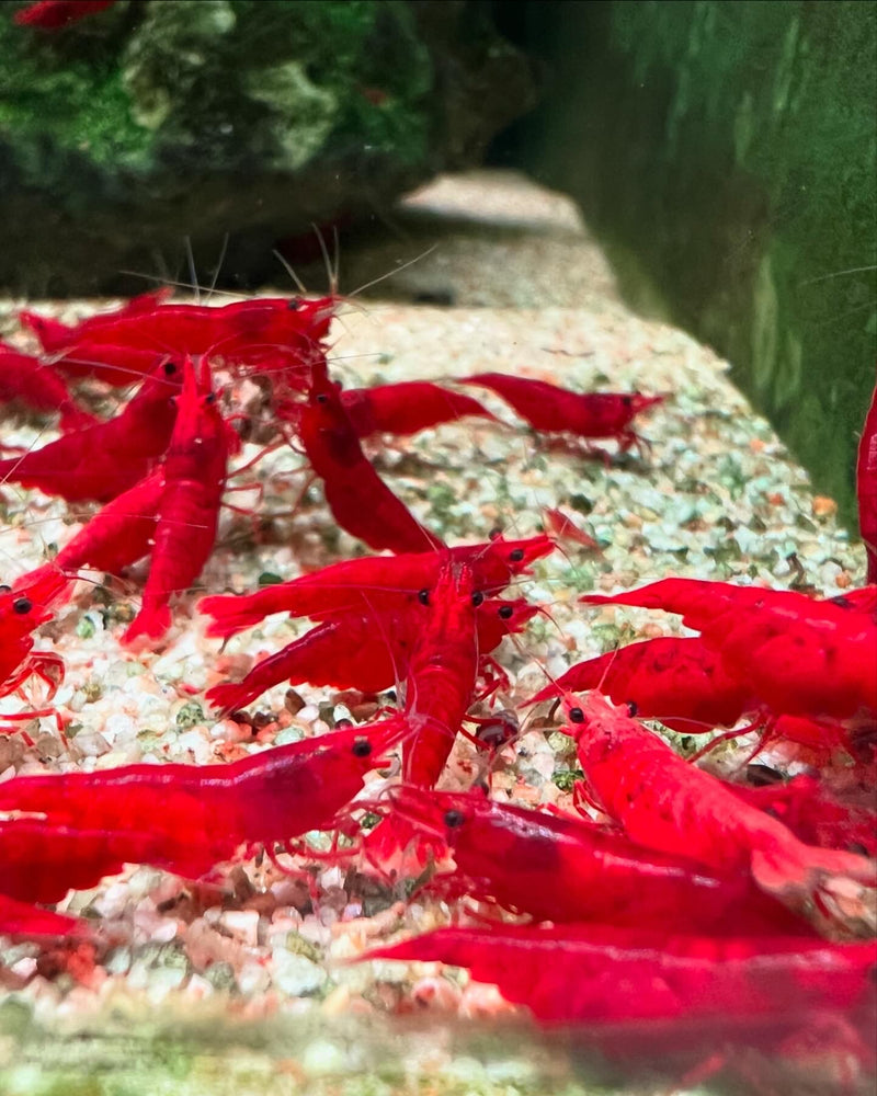 Red Cherry Shrimp