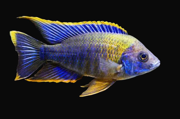 Lwanda Peacock (Aulonocara sp. "Lwanda" Hai Reef)