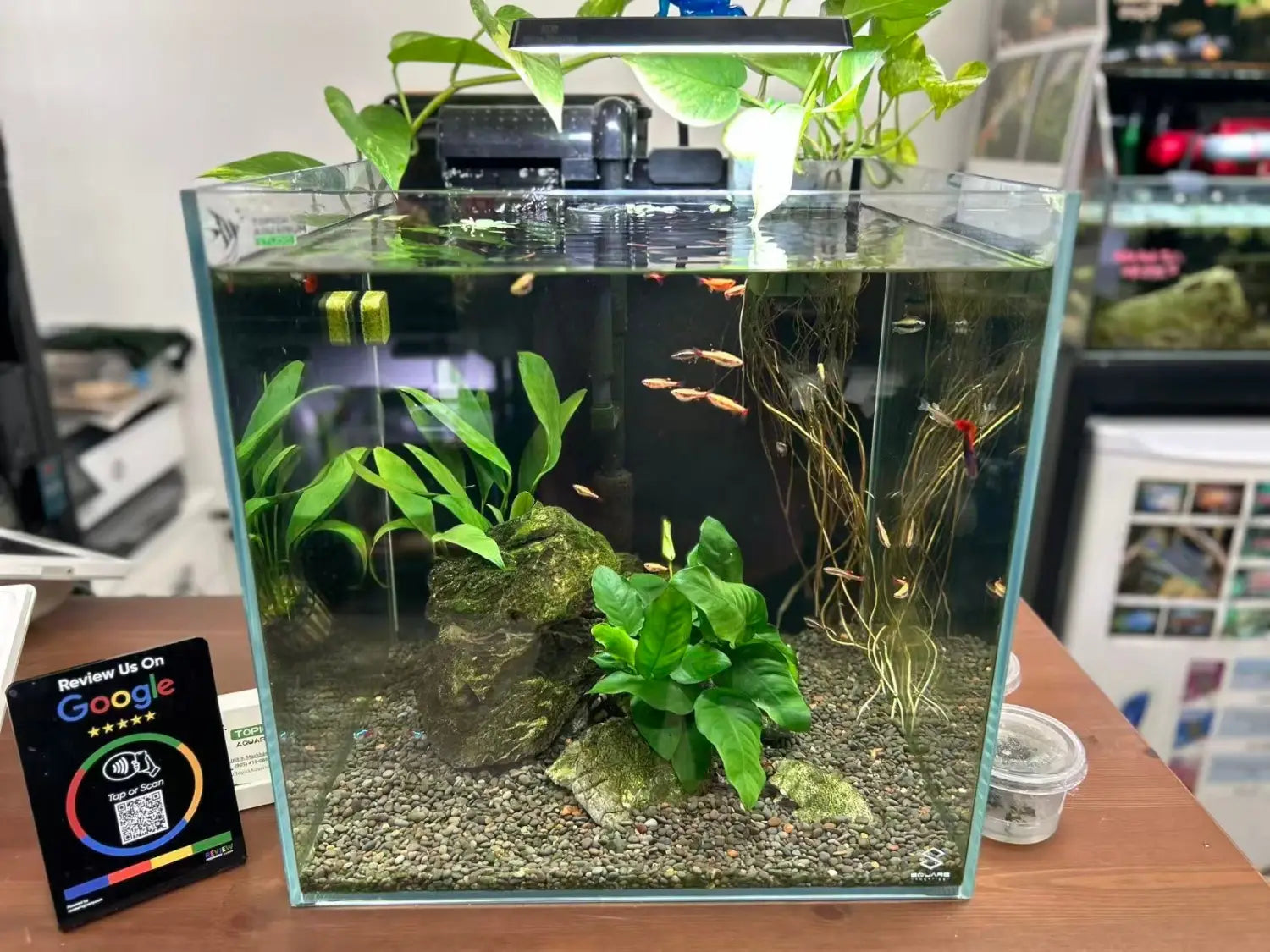 How to make your aquarium look premium (beginner & low