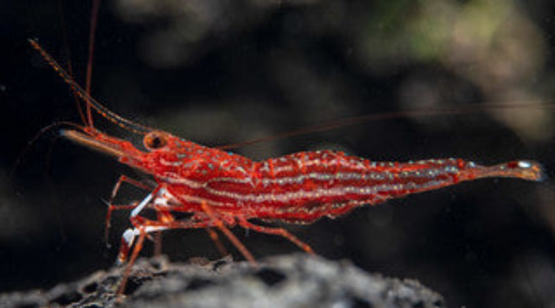 Red Line Sulawesi Shrimp