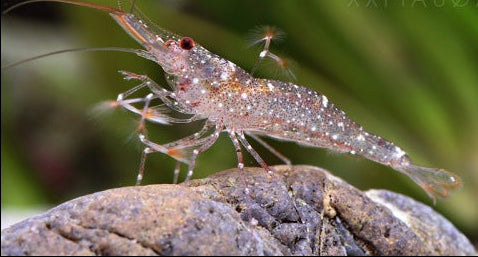 Taipa Shrimp