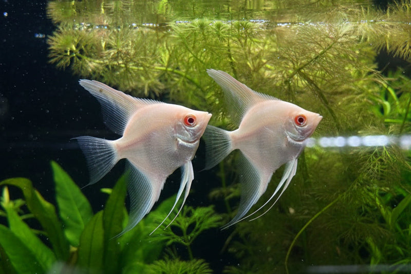 Albino Altum Angelfish (Pterophyllum scalare)