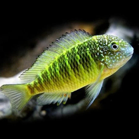 Murago Congo Tropheus (Tropheus sp. "Murago Congo")