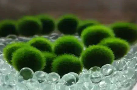 True Marimo Moss Ball (Aegagropila linnaei)