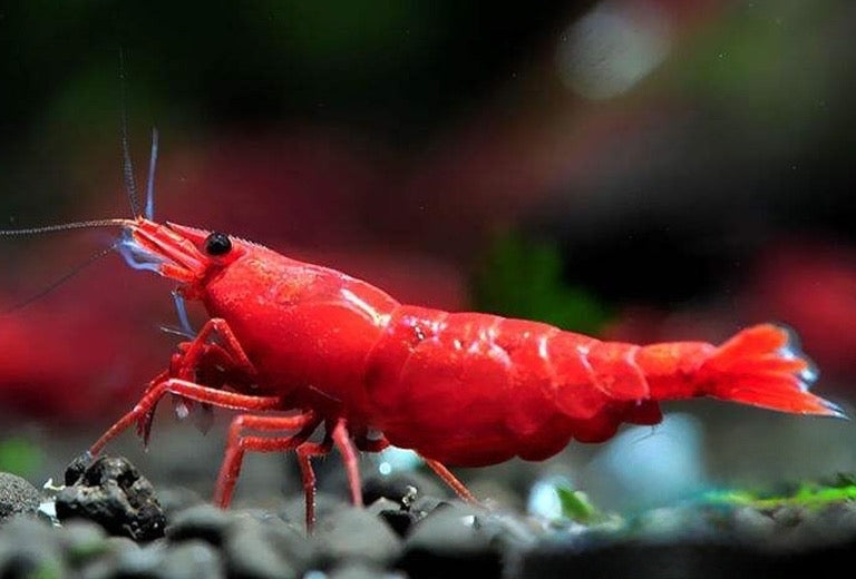 Red Cherry Shrimp