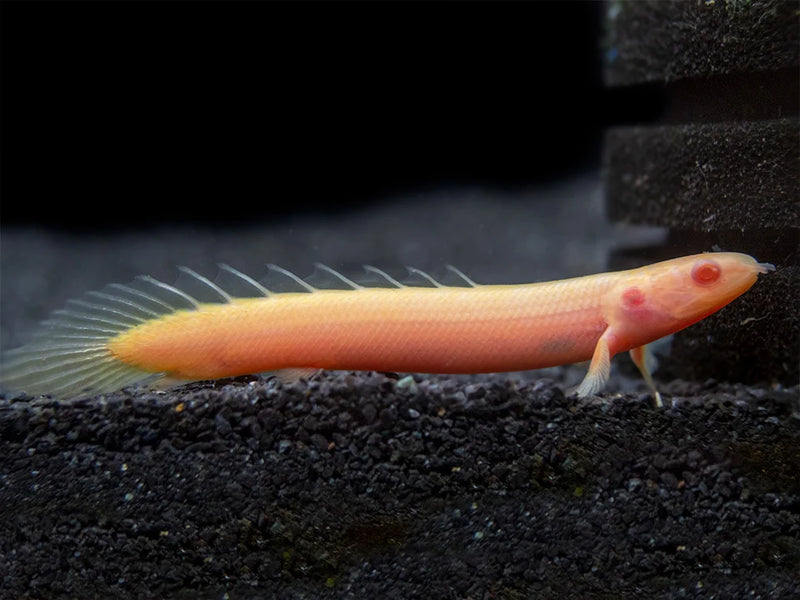 Albino Senegal Bichir (Polypterus senegalus)