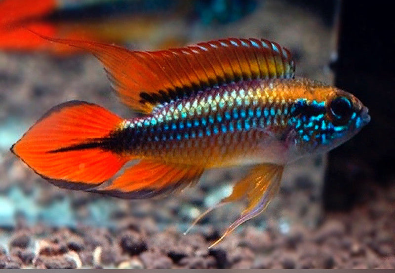 Double Red Agassizii Apistogramma (Apistogramma agassizii)