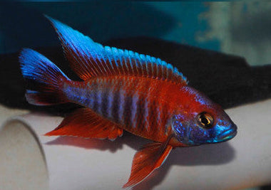 Jacobfreibergi Peacock (Aulonocara jacobfreibergi)