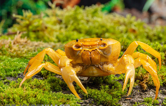 Banana Crab