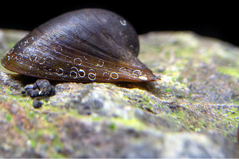 Batman Nerite Snail