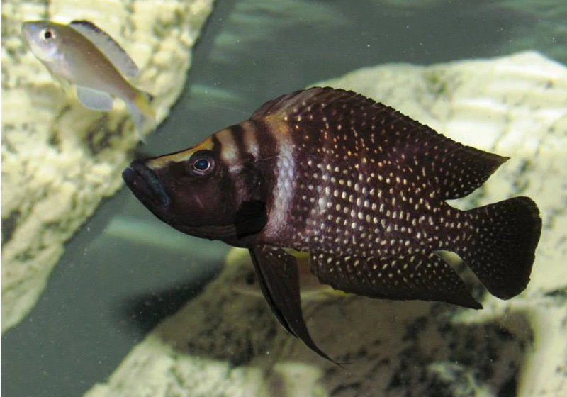 Black Calvus (Altolamprologus calvus "Black")