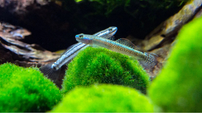 Blue Neon Stiphodon Goby (Stiphodon semoni)