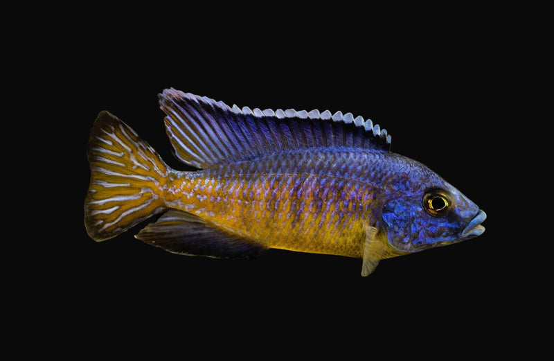 Mbenji Peacock (Aulonocara koningsi "Mbenji")