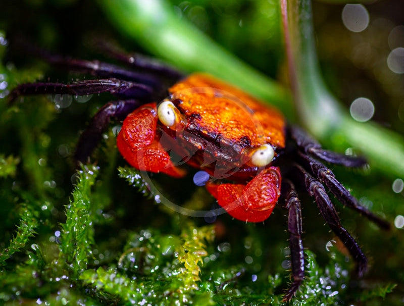 Yellow Vampire Crab