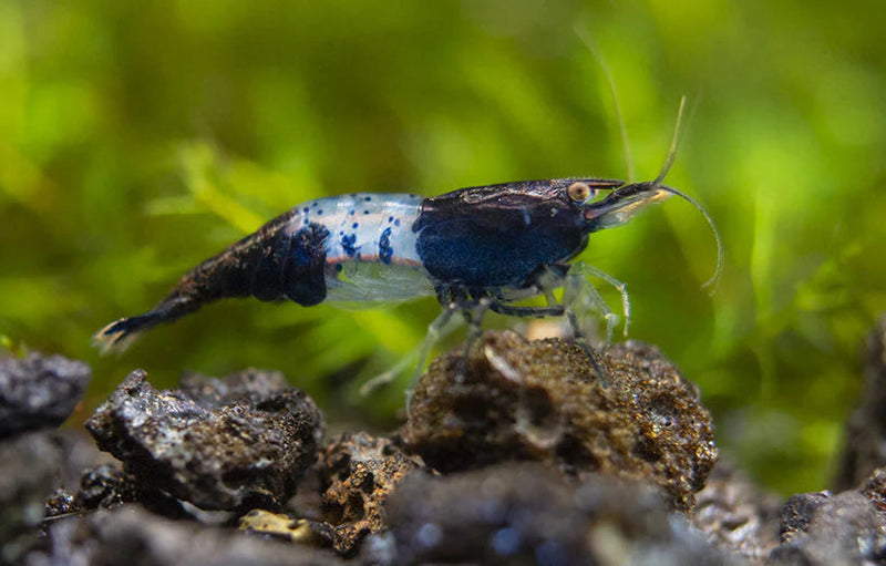 Black Rili Shrimp