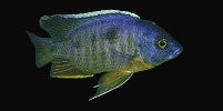 Mbenji Blue Hap (Copadichromis sp. "Mbenji Blue")