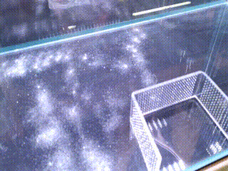 Crystal shrimp tank setup guide