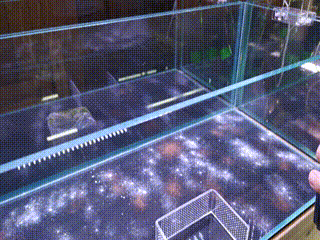 Crystal shrimp tank setup guide