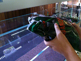 Crystal shrimp tank setup guide