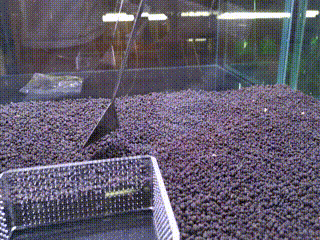 Crystal shrimp tank setup guide