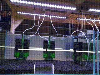 Crystal shrimp tank setup guide