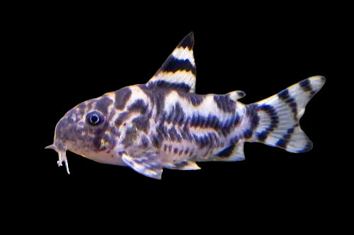 CW111 Vulcan Cory (Hoplisoma sp.)