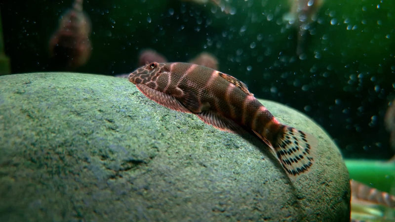 Pink Body Gastromyzon Hillstream Loach