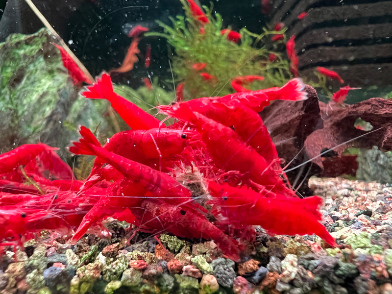 Painted Fire Red Shrimp