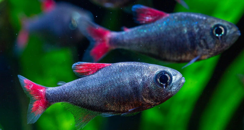 Eilyos Tetra (Hyphessobrycon eilyos)