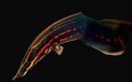Fire Eel (Mastacembelus erythrotaenia)