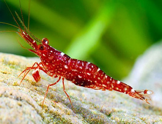 Red Orchid Sulawesi Shrimp