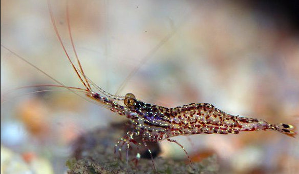 White Orchid Sulawesi Shrimp