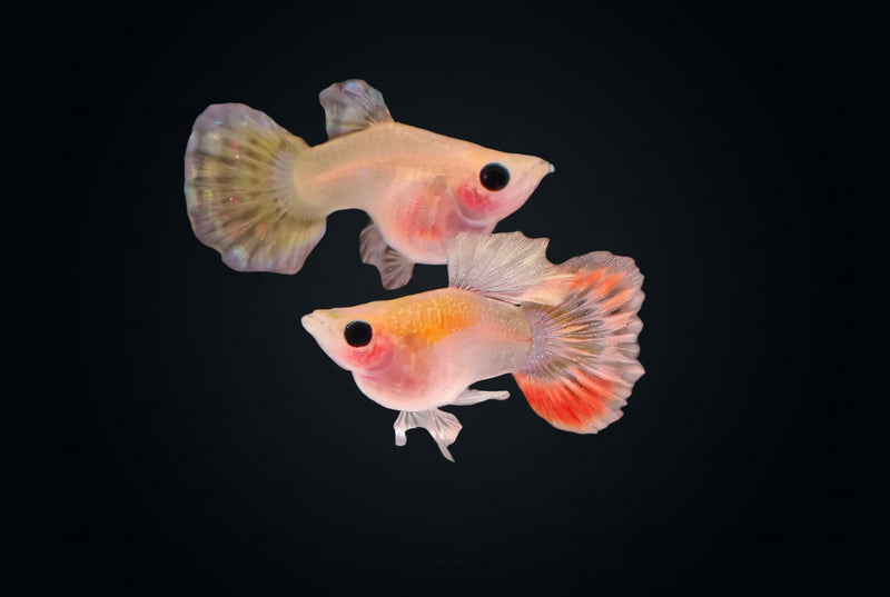 Calamansi Orange Glass Belly Guppy (Poecilia reticulata)