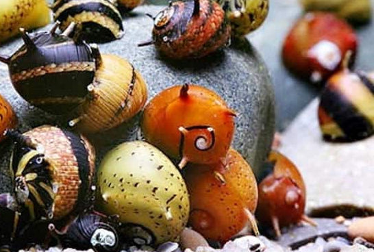 Tricolor Thorn Nerite Snail