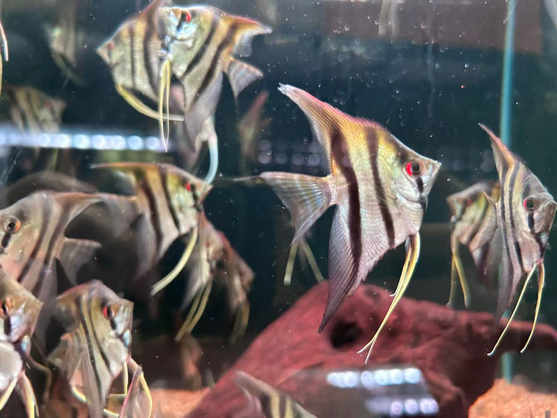 Shortbody Altum Angelfish