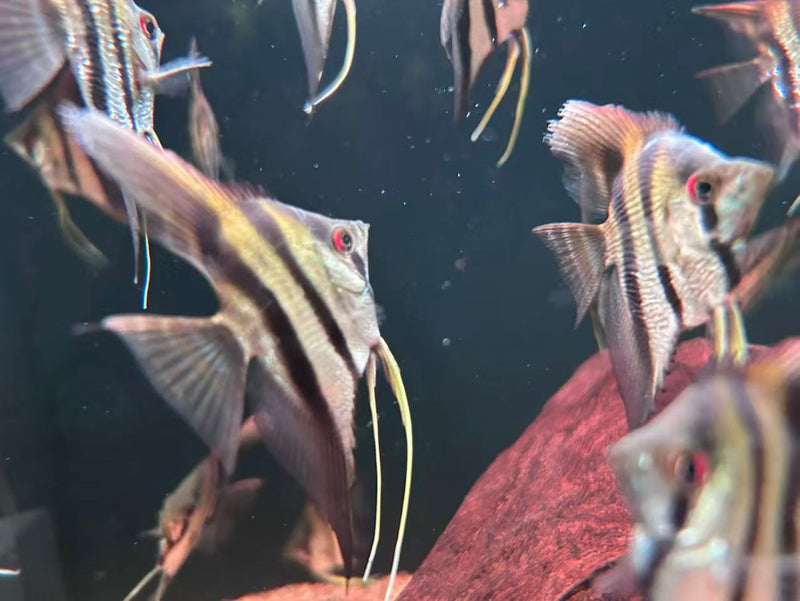 Shortbody Altum Angelfish