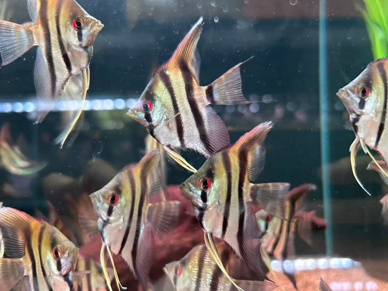 Shortbody Altum Angelfish