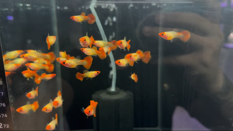 Red Head Glass Belly Guppy (Poecilia reticulata)