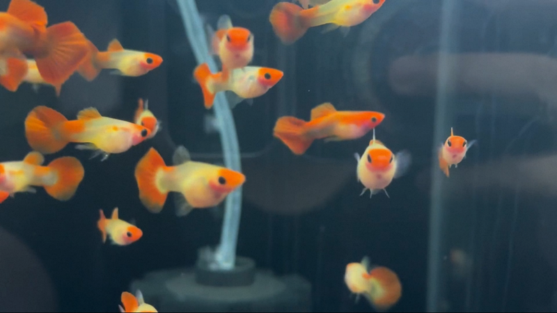 Red Head Glass Belly Guppy (Poecilia reticulata)
