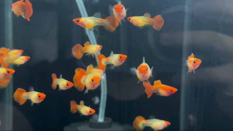 Red Head Glass Belly Guppy (Poecilia reticulata)