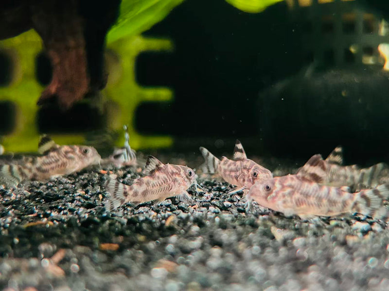 CW111 Vulcan Cory (Hoplisoma sp.)