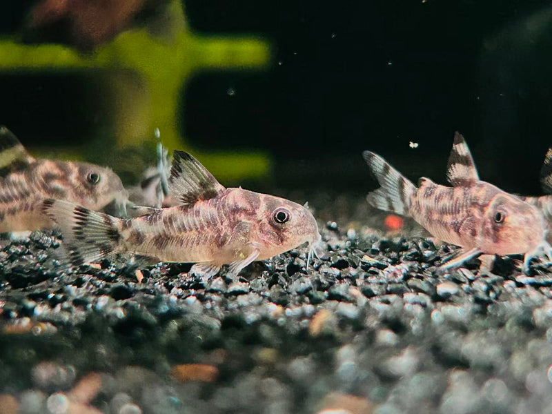 CW111 Vulcan Cory (Hoplisoma sp.)