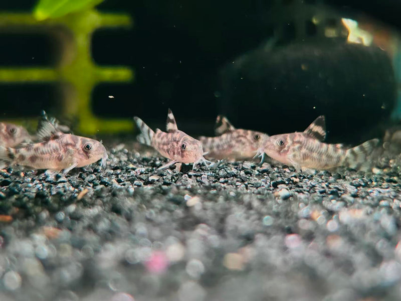 CW111 Vulcan Cory (Hoplisoma sp.)