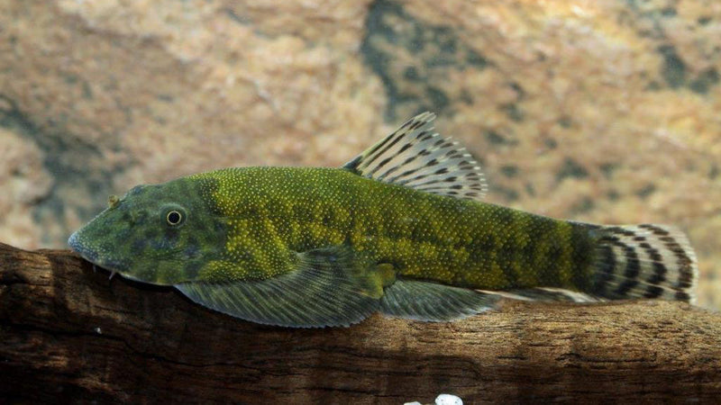 Green Body Gastromyzon Hillstream Loach