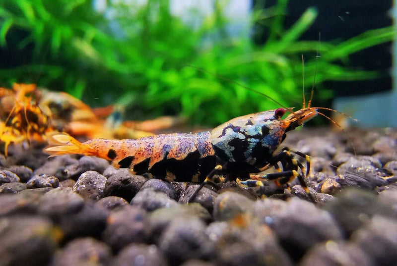 Metallic Orange BOA Shrimp